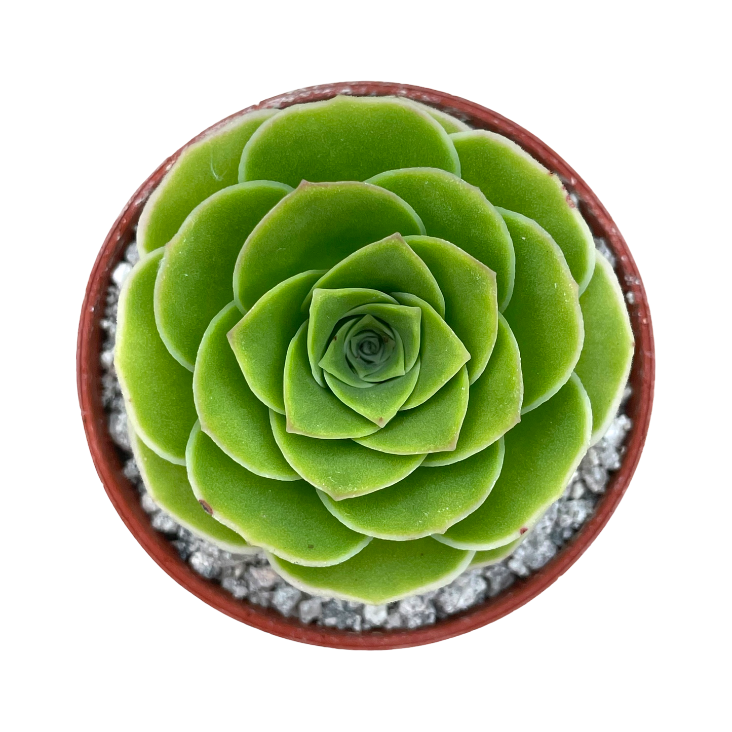 Aeonium aureum