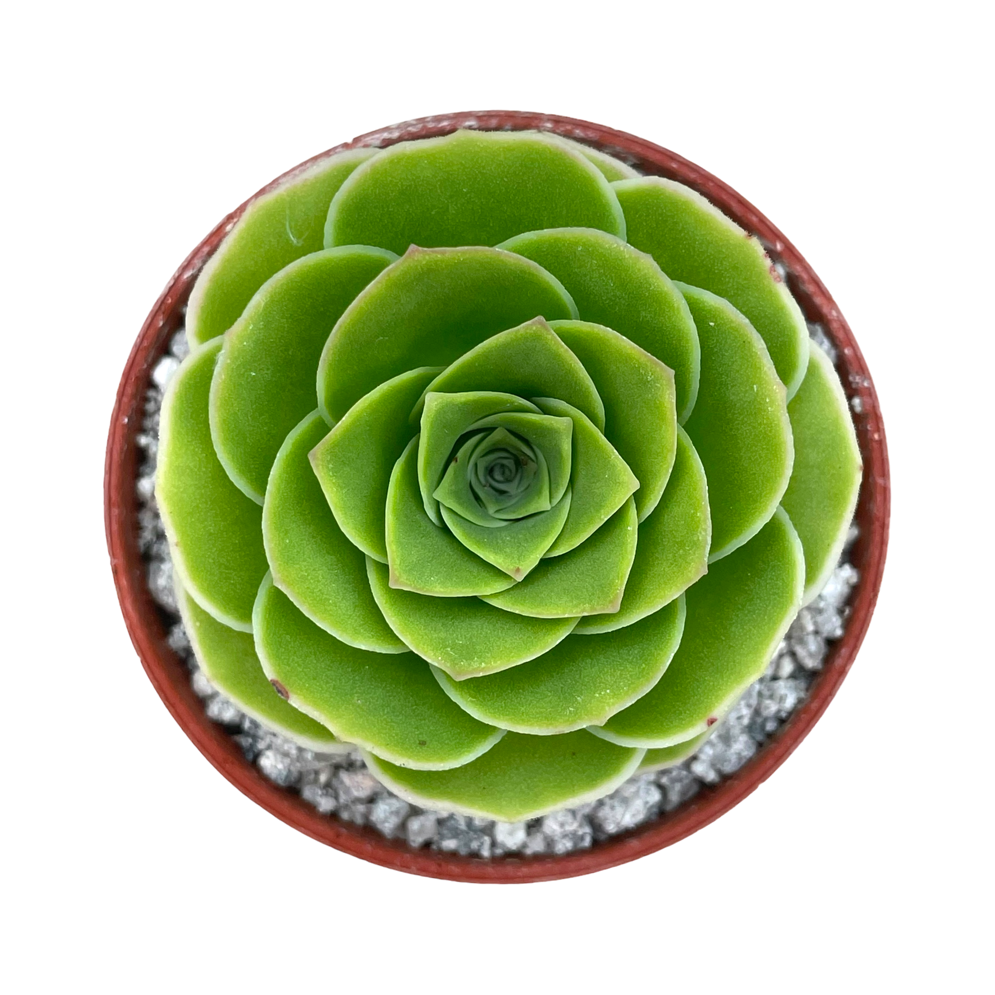 Aeonium aureum
