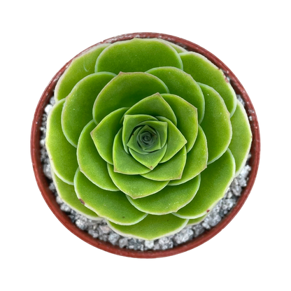 Aeonium aureum