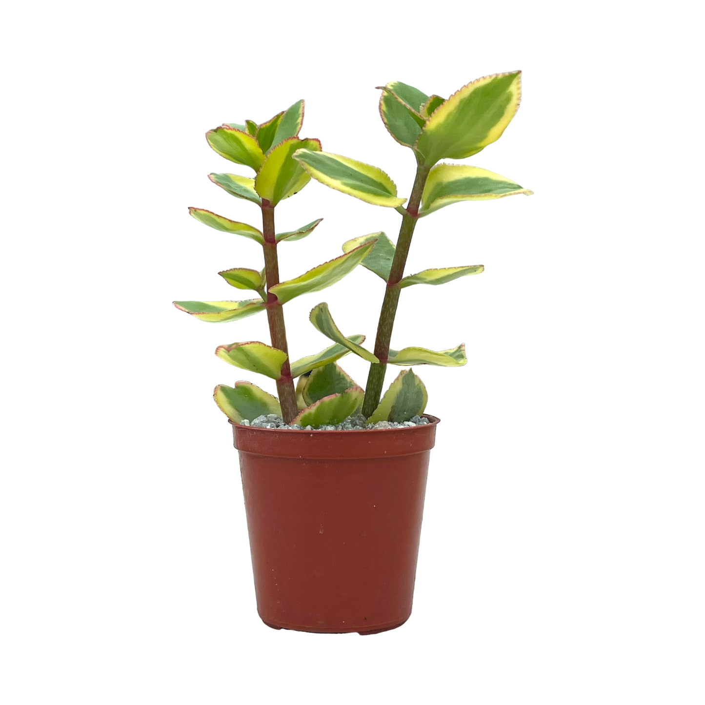 Crassula sarmentosa 'Comet'