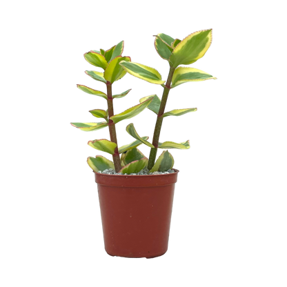 Crassula sarmentosa 'Comet'