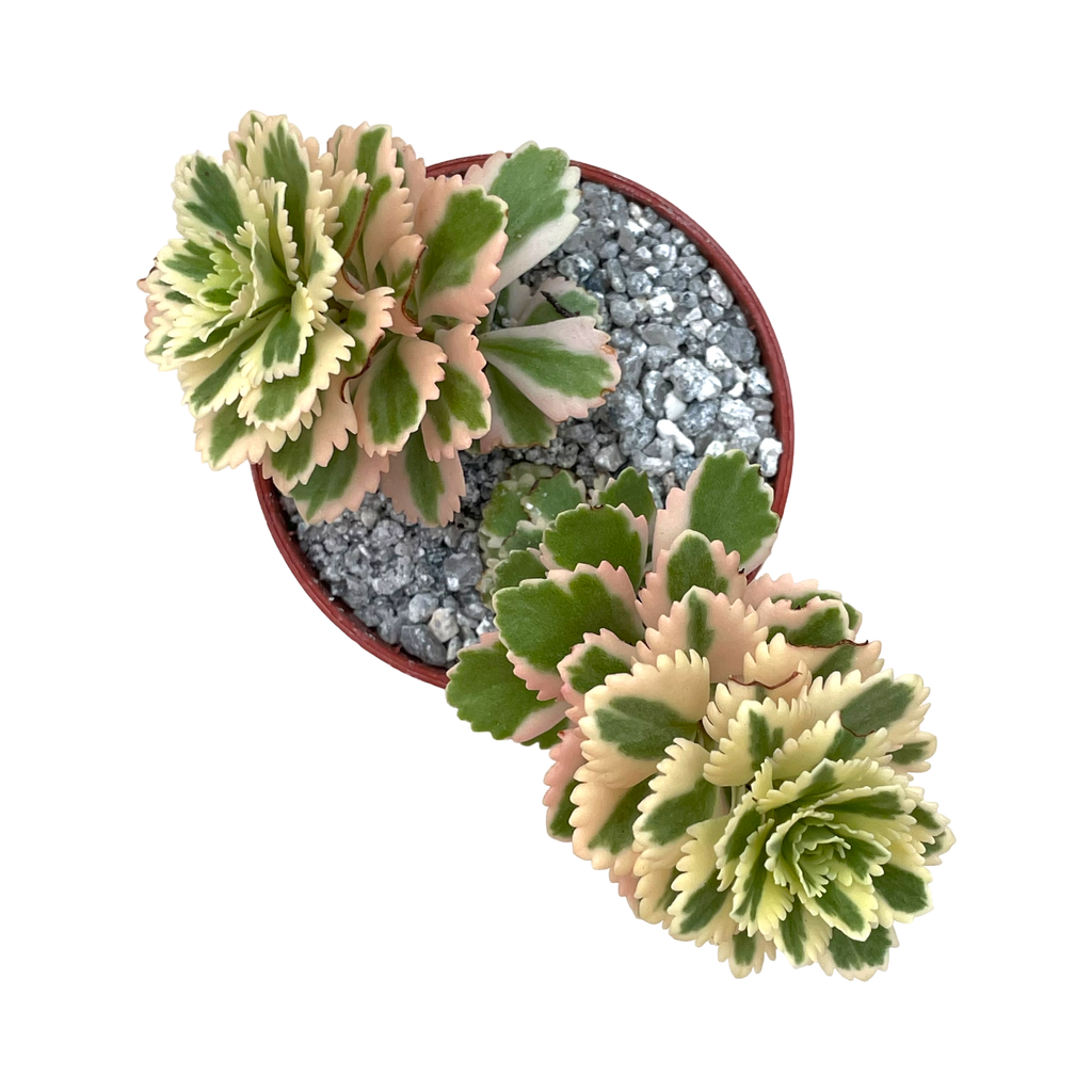 Sedum takesimense 'Atlantis'