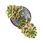 Sedum takesimense 'Atlantis'