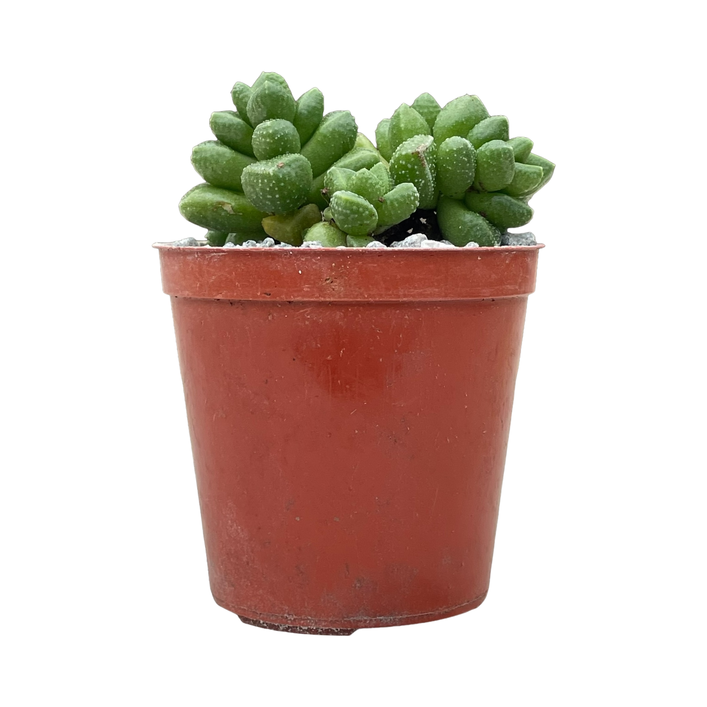 Crassula elegans