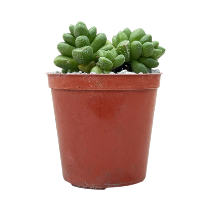 Crassula elegans