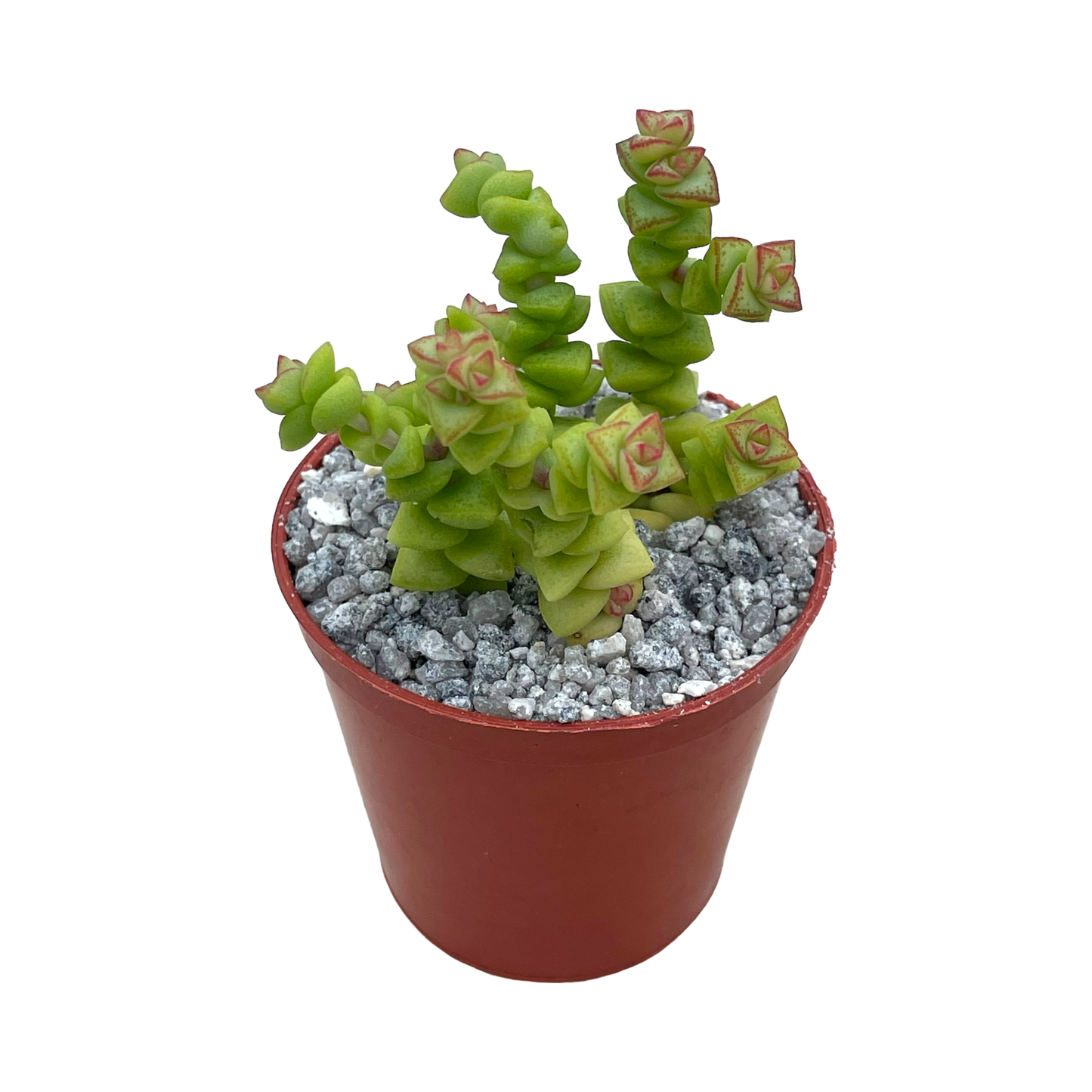 Crassula rupestris var. monticola