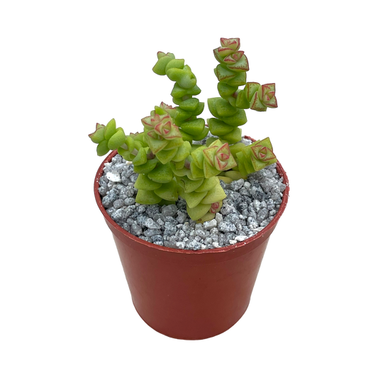 Crassula rupestris var. monticola