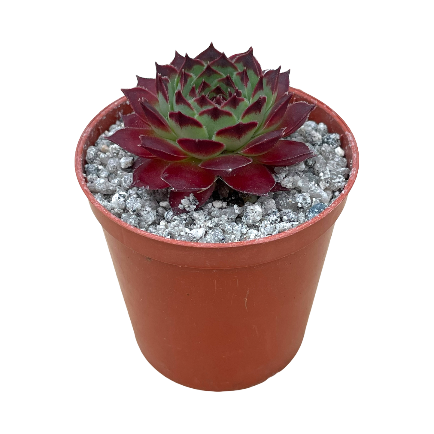 Sempervivum calcareum 'Guillaumes'