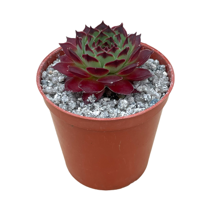 Sempervivum calcareum 'Guillaumes'