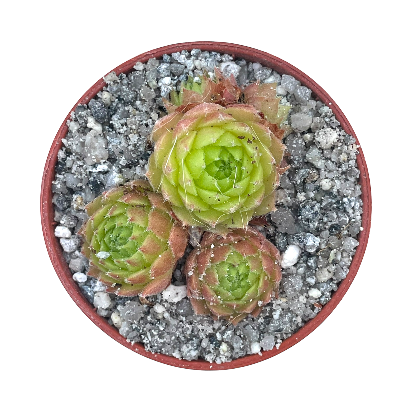 Sempervivum 'Frothy Coffee'