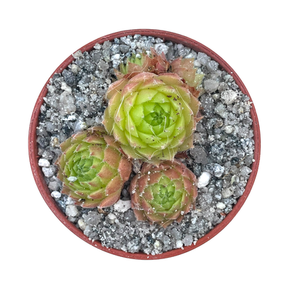 Sempervivum 'Frothy Coffee'