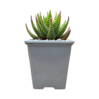 Haworthia attenuata var. radula f. variegata