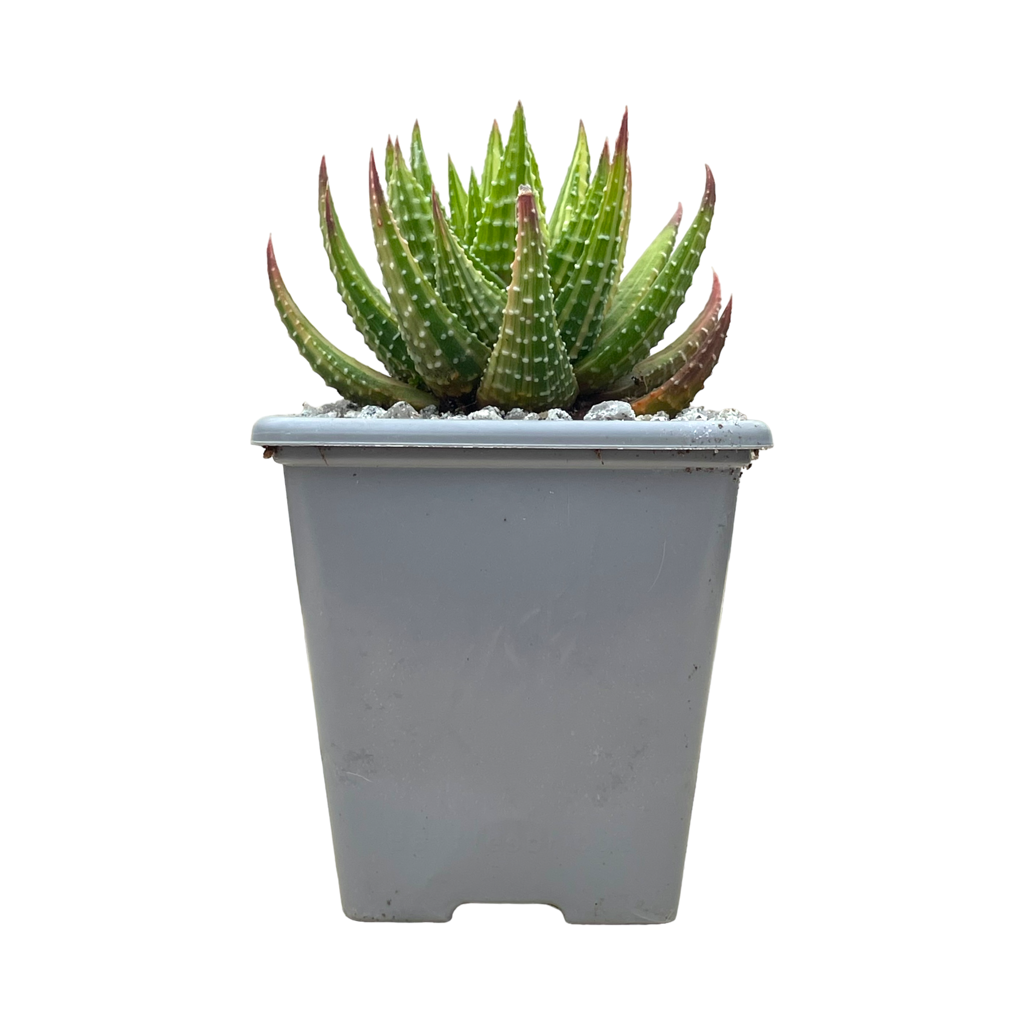 Haworthia attenuata var. radula f. variegata