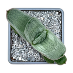 Gasteria 'Hummel's Silver'