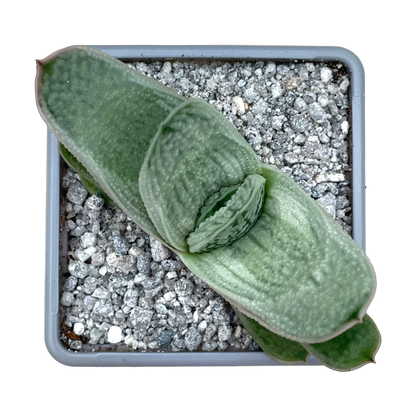 Gasteria 'Hummel's Silver'