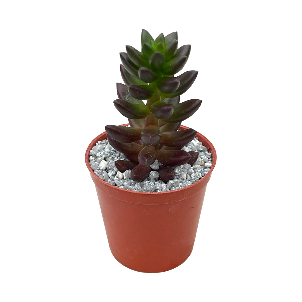 x Sedeveria 'Jet Beads'