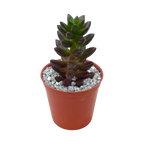 x Sedeveria 'Jet Beads'