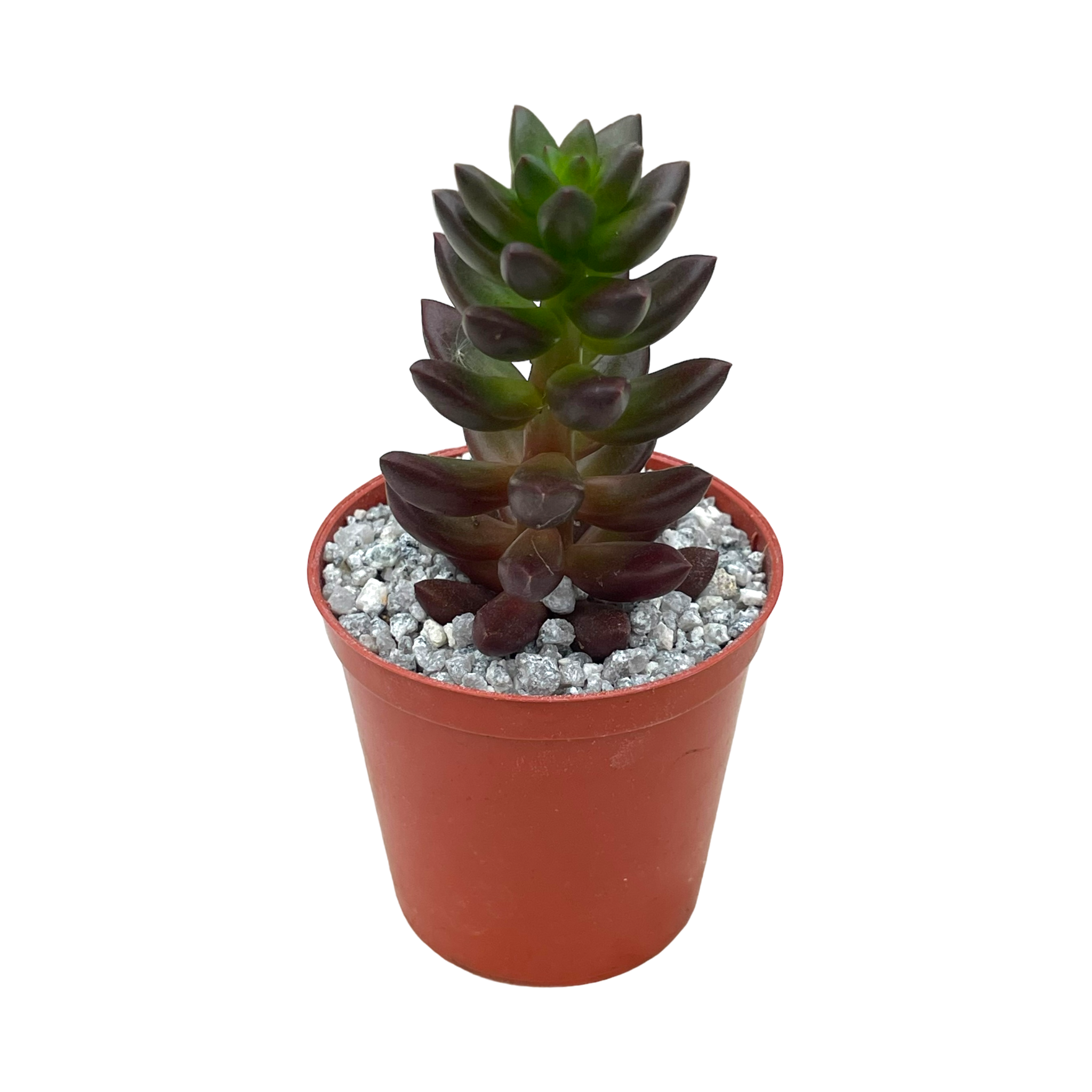 x Sedeveria 'Jet Beads'