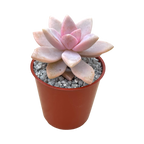 x Graptosedum 'Ghosty'