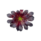 Aeonium 'Merry Maiden'