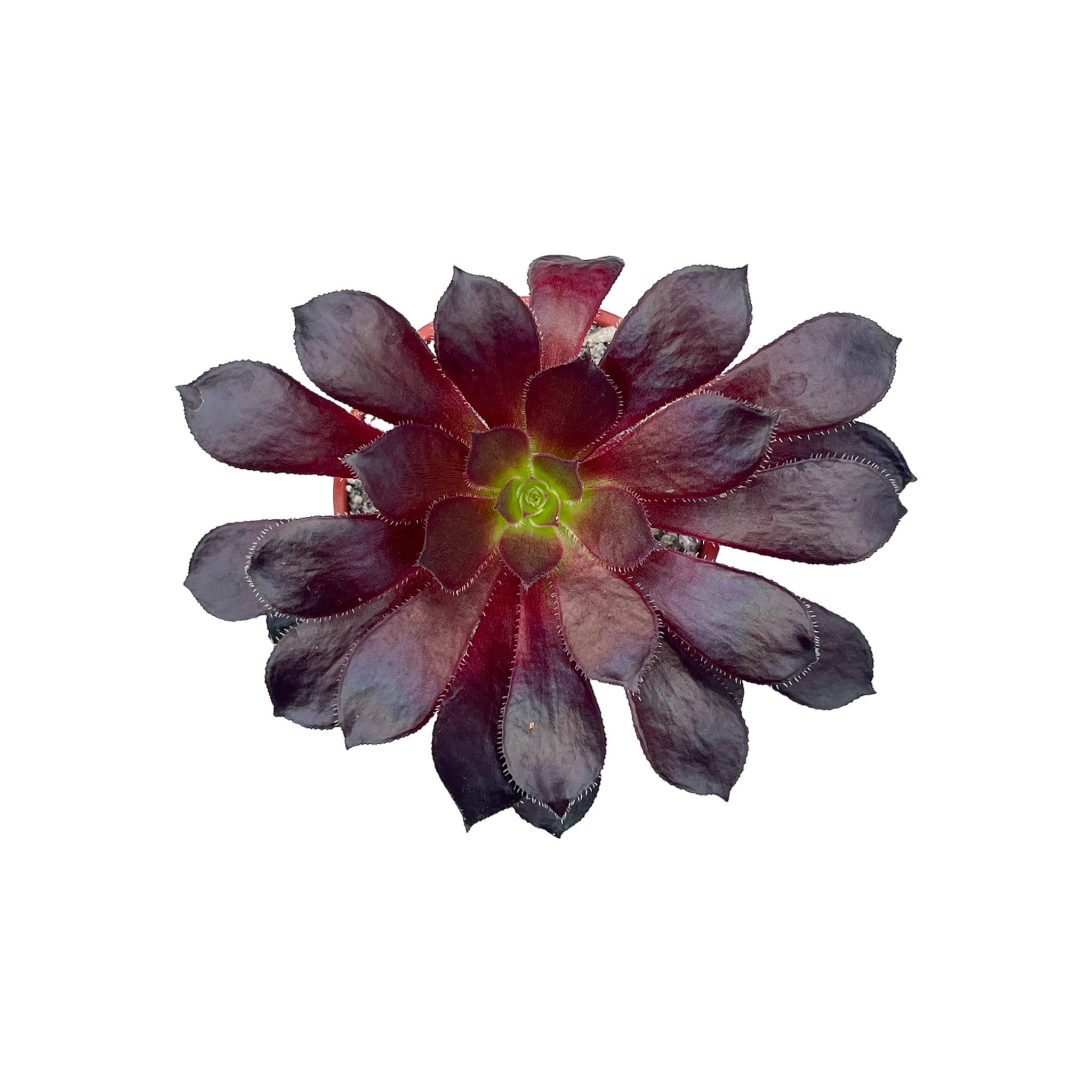 Aeonium 'Merry Maiden'