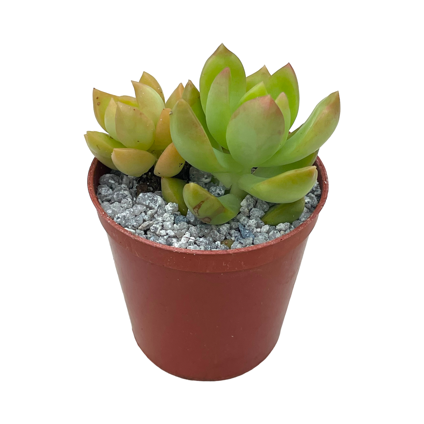 Sedum adolphii