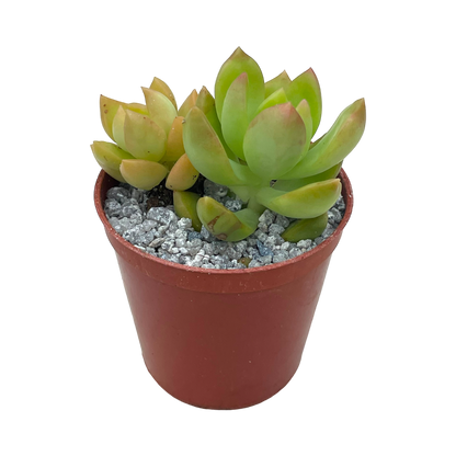 Sedum adolphii