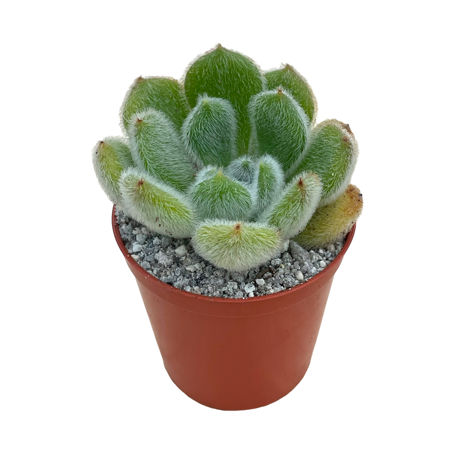 Echeveria 'Bombycina'