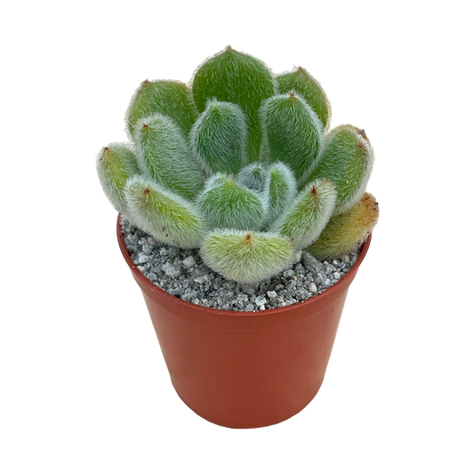 Echeveria 'Bombycina'