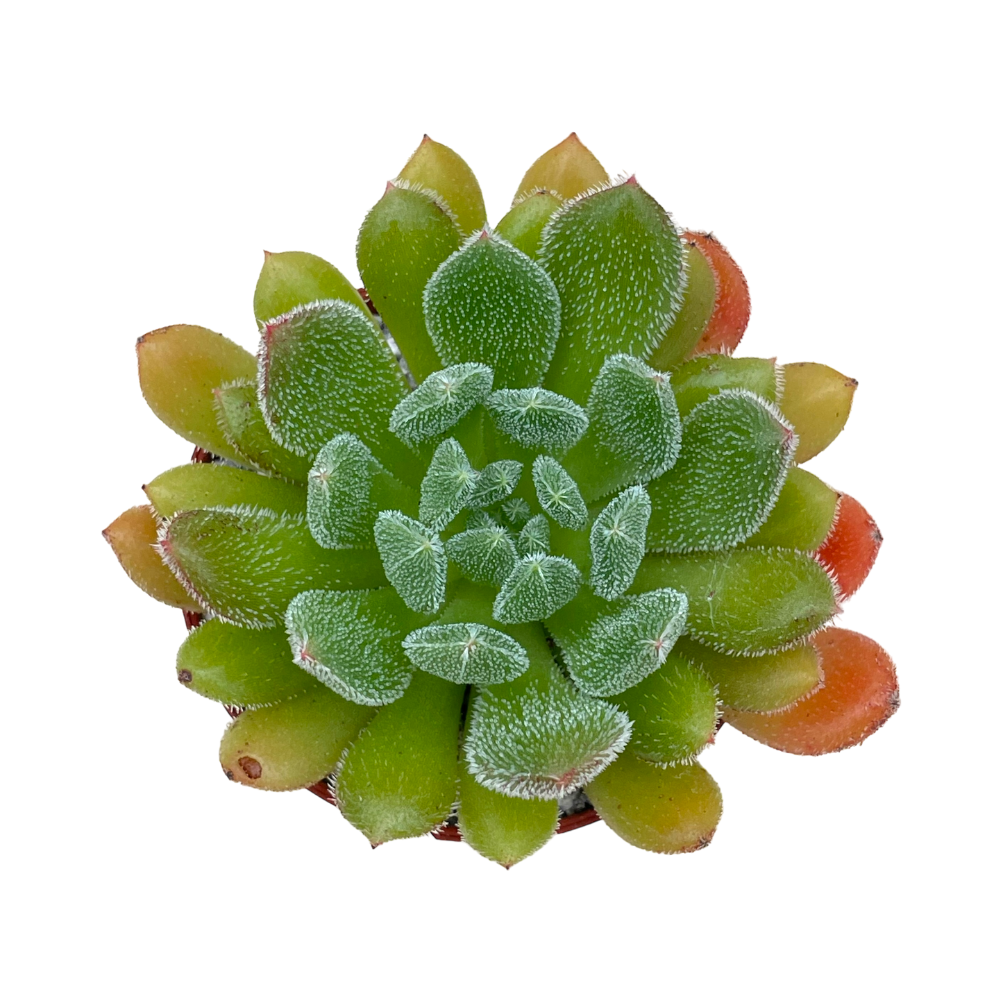 Echeveria 'Debbie'