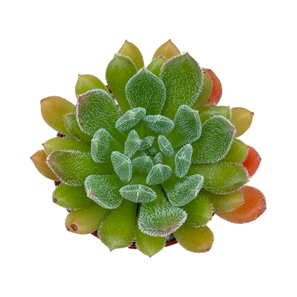 Echeveria 'Debbie'