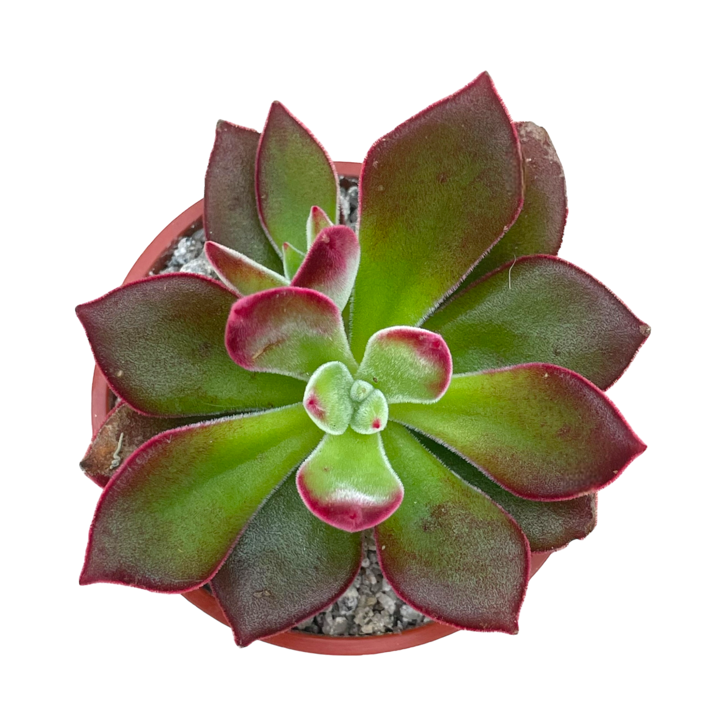 Echeveria pulvinata ’Devotion’