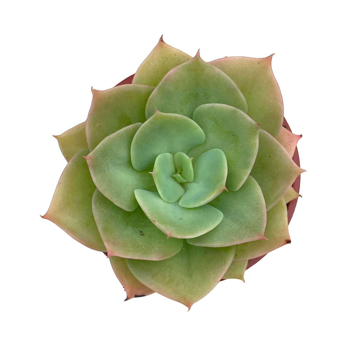 Echeveria funkii