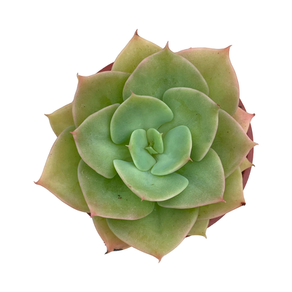 Echeveria funkii