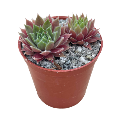 Sempervivum 'Irazu'