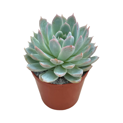 Echeveria 'Violet Queen'