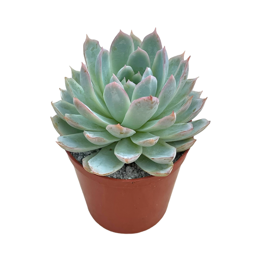 Echeveria 'Violet Queen'