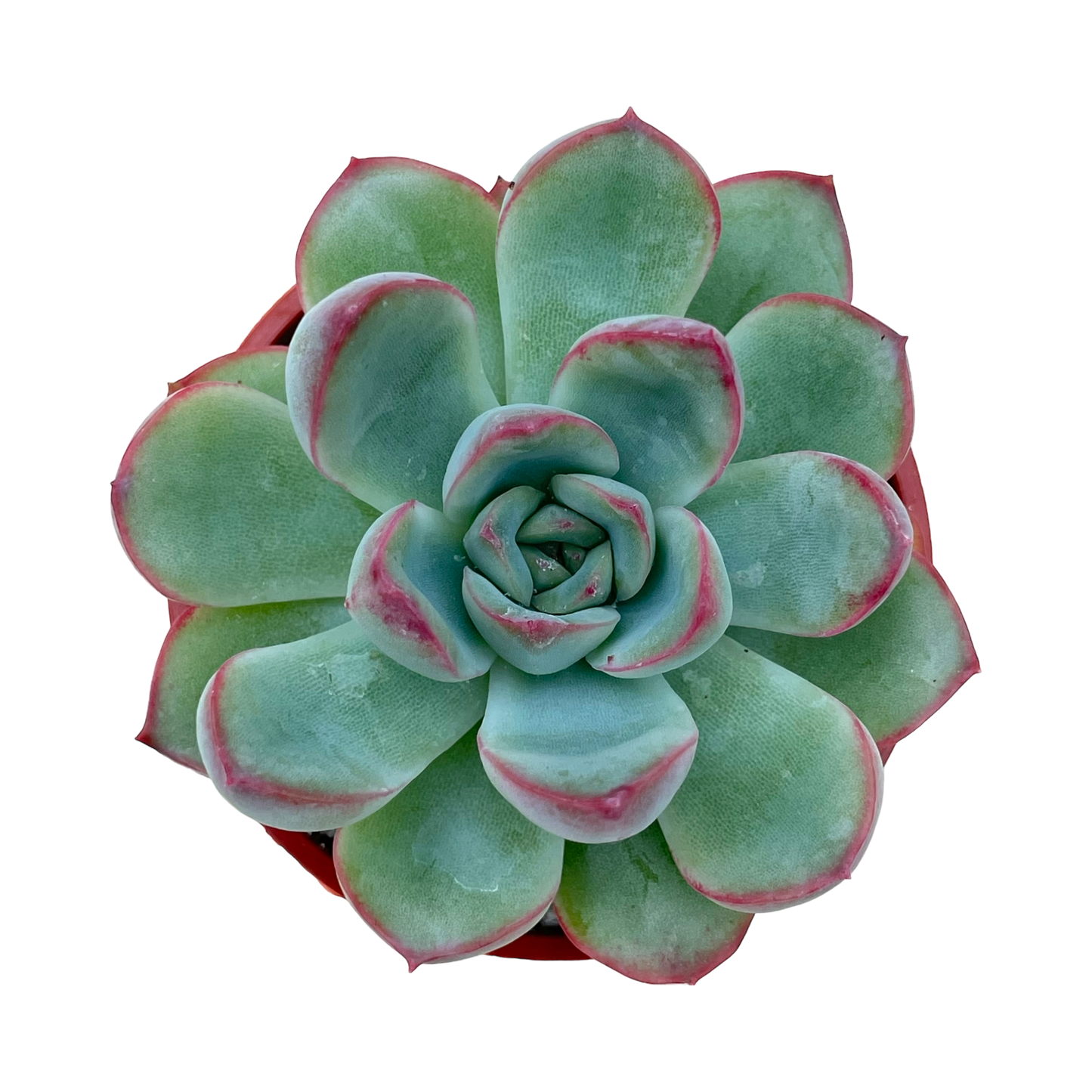 Echeveria 'Ileene'