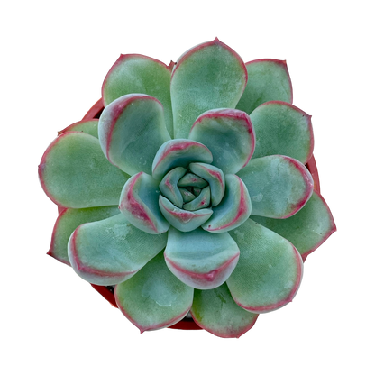 Echeveria 'Ileene'