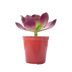 Aeonium 'Ice Warrior'