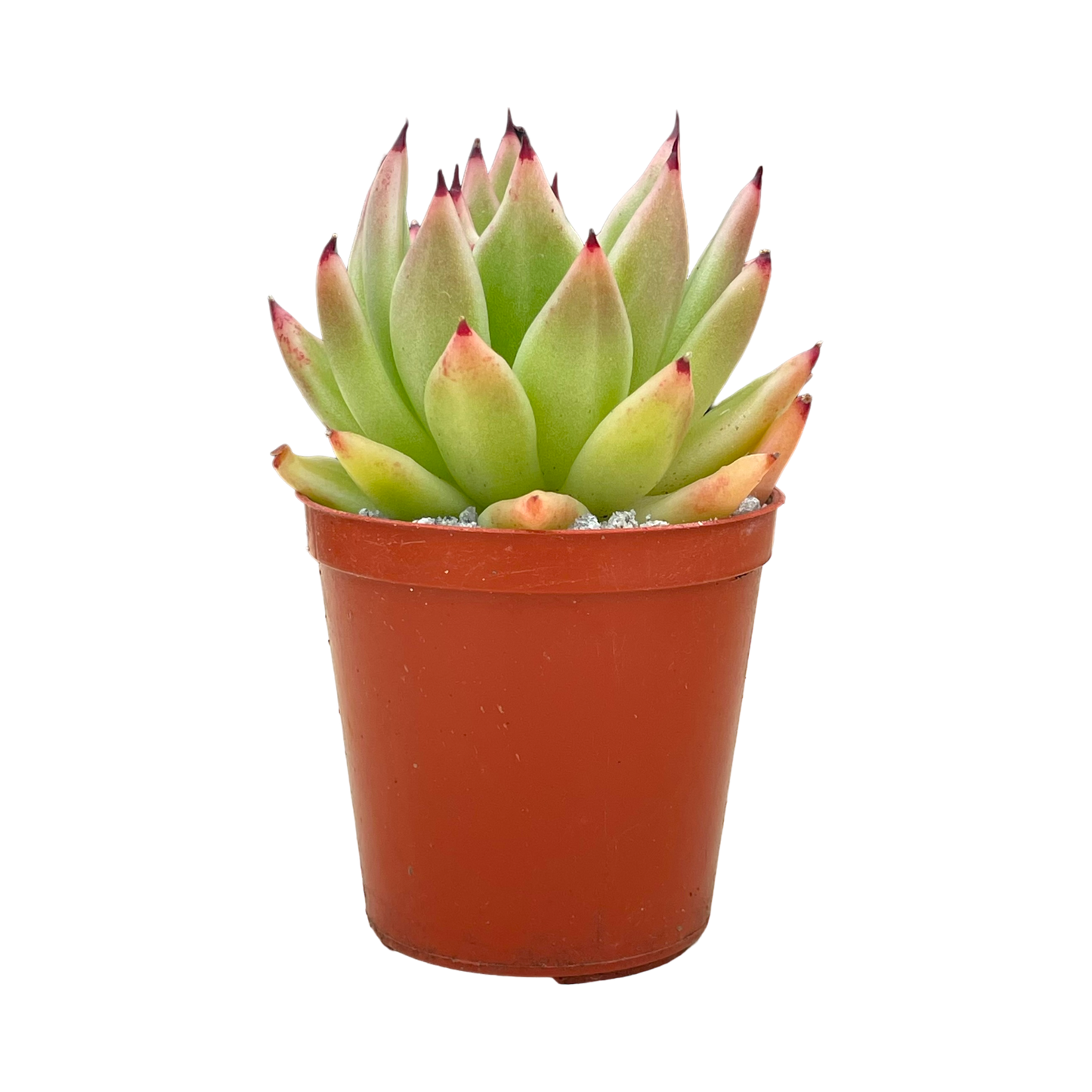 Echeveria agavoides 'Arrow'