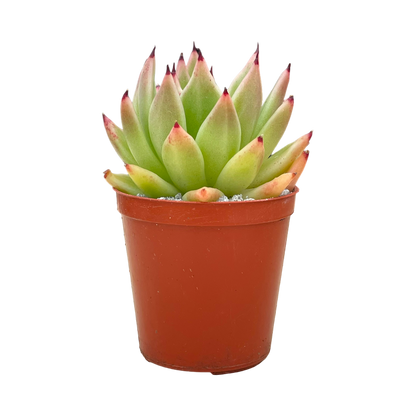 Echeveria agavoides 'Arrow'