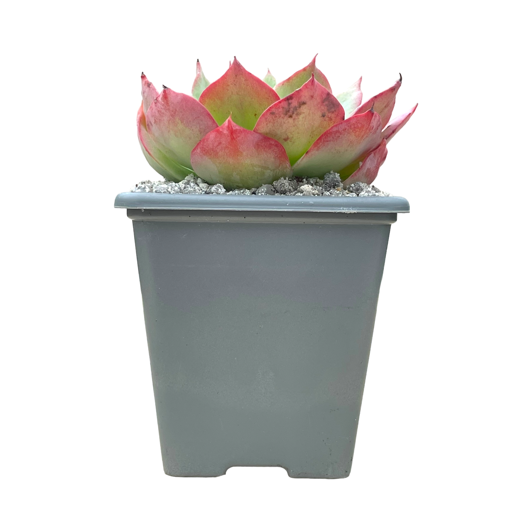 echeveria white rose succulent Echeveria 'White Rose' – Surreal Succulents
