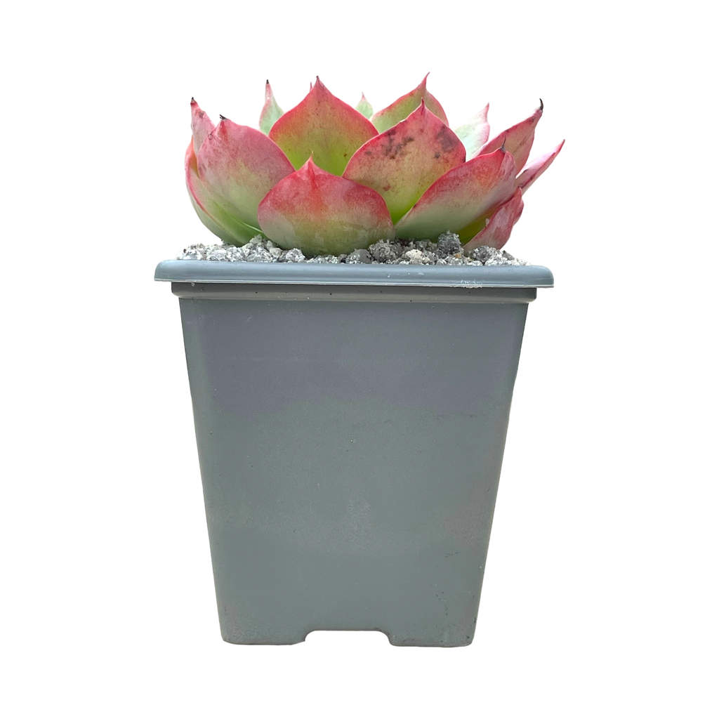 Echeveria 'White Rose'