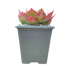 Echeveria 'White Rose'