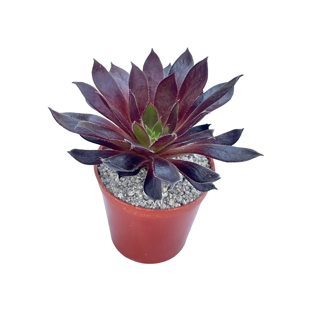 Aeonium 'Logan Rock'