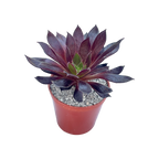 Aeonium 'Logan Rock'