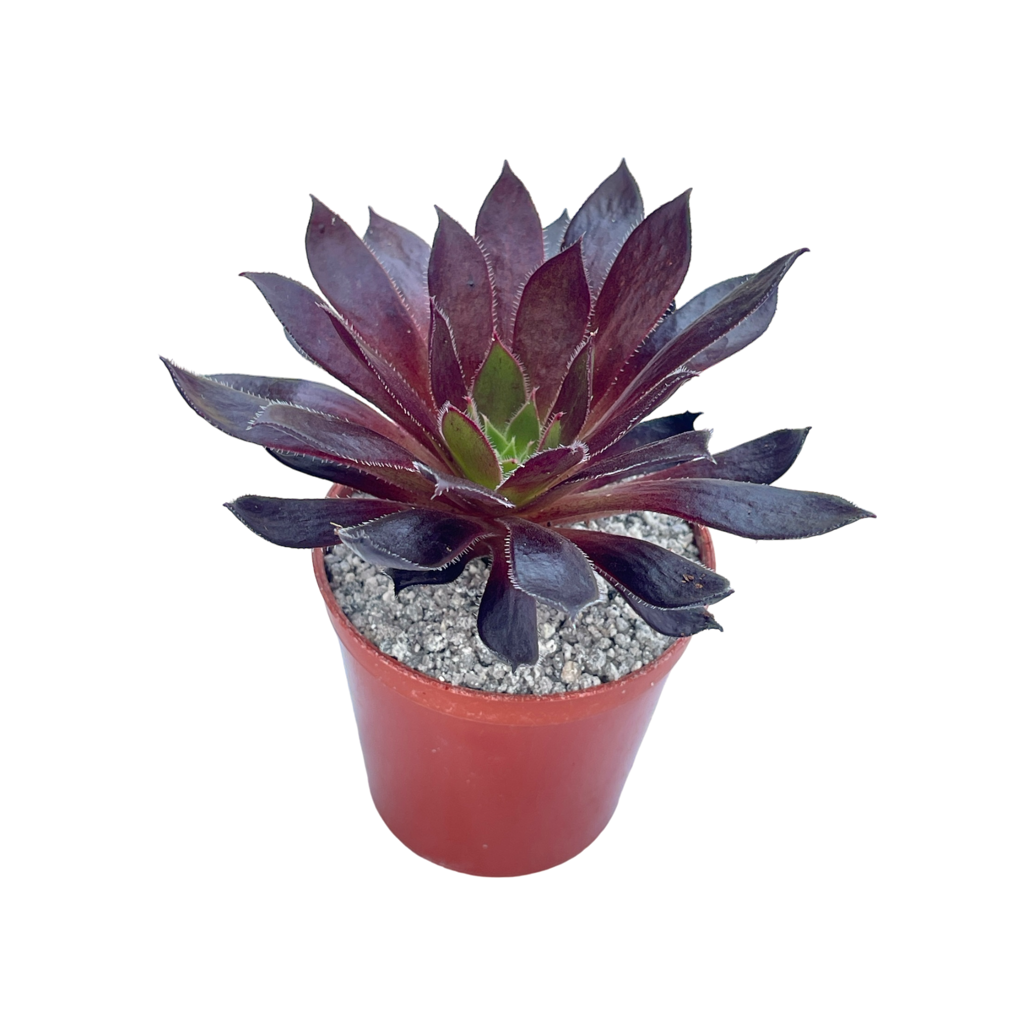 Aeonium 'Logan Rock'