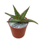 Aloe 'Marco'