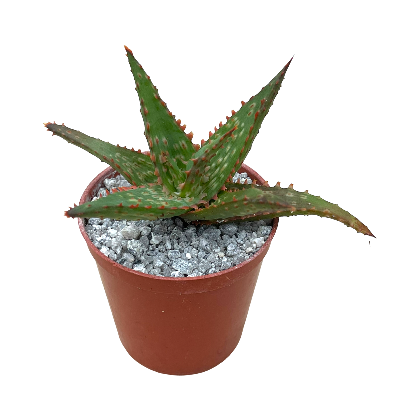 Aloe 'Marco'